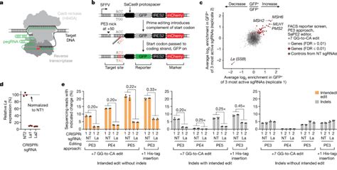 Improving prime editing with an endogenous small RNA.